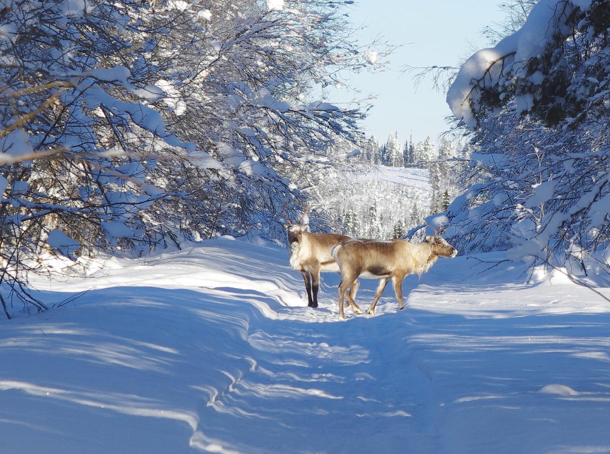 Lapland Snow Cabin Masugnsbyn Dış mekan fotoğraf